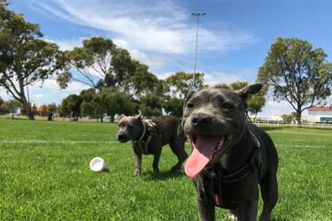 Dog Park Etiquette: What to Do and What Not To Do