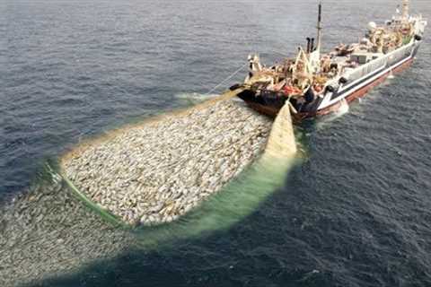 WoW !! Fishing Boat Catch a Lot of Fish - Big Catch !