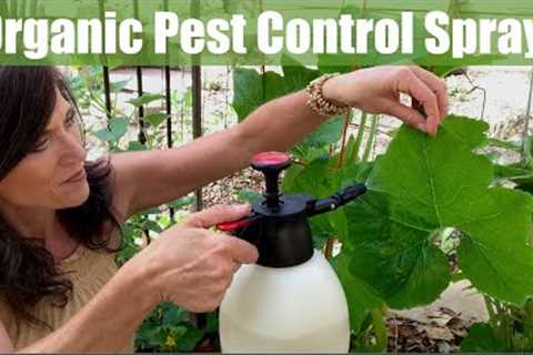 Organic Pest Control Spray for Your Vegetable Garden for Aphids &amp; Chewing Insects