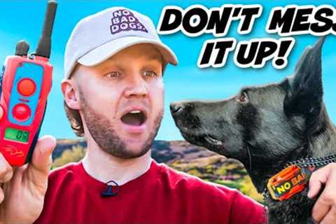 E Collar Training For BEGINNERS
