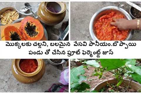 Papaya fruit fermented juice for plants in summer