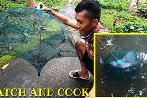 Catching shrimp using foldable fish &amp; shrimp trap, | Catch N' Cook |