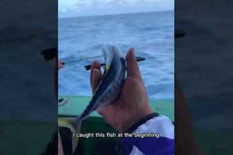 Challenge the smallest sea fishing tuna in the whole network. Have you ever caught such a small tuna