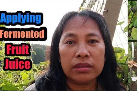 Fermented Fruit Juice Application On Plants