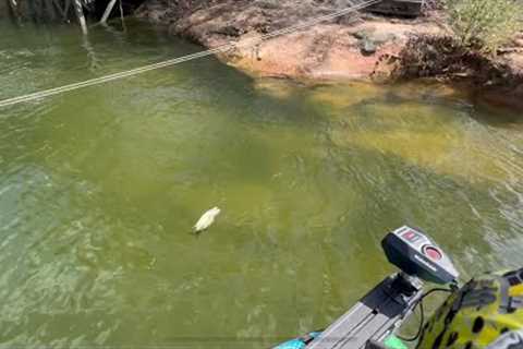Smith Lake Bass Fishing (Spawning Bass and Glide Baits)