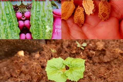 karala ko seed say grow krnay ka mukamil tareeka|Explore your hobbies!