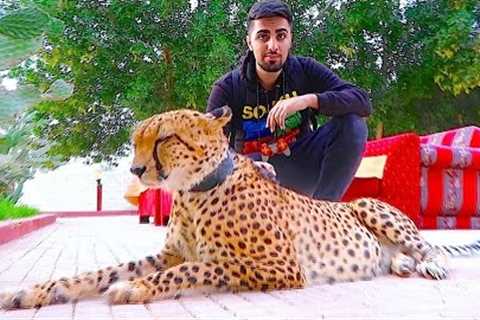 EXOTIC PETS OF DUBAI !!!