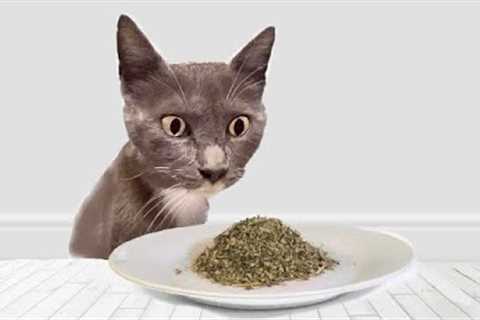 Cats Try Catnip For The First Time