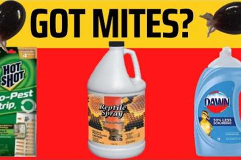 How to Get Rid of Snake Mites - Best Products to Use