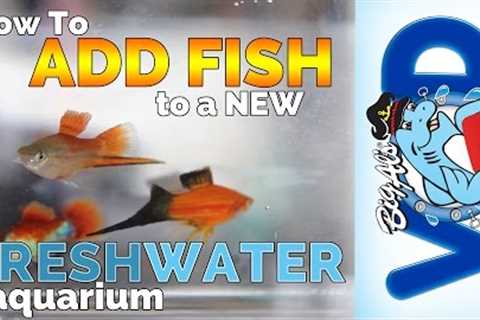 How to Add Fish to a New Freshwater Aquarium! | Big Al's