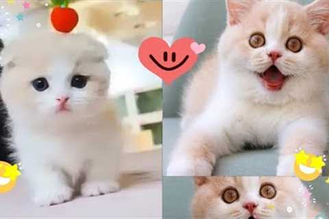 Baby Cats - Cute and Funny Cat Videos Compilation #2 Cute Cats And Dogs
