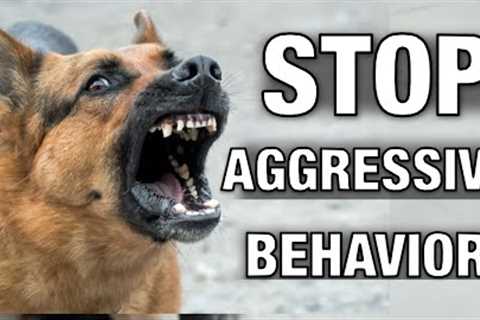 How to Stop Dog Reactivity: The Ultimate Guide