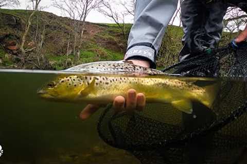 The Beauty of Spring Fly Fishing for Wild Brown Trout