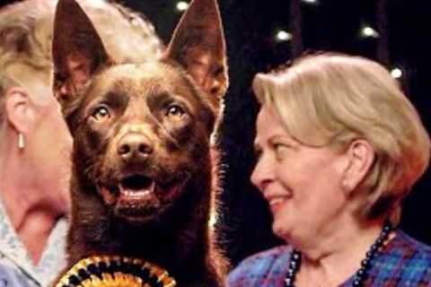KOKO A RED DOG STORY Trailer (2023) Jason Isaacs, Comédie