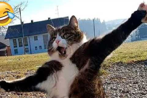 Funny Cats and Dogs Videos 🤣 - Funniest Animal Videos 2023! 🥰 #3