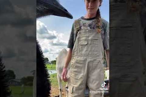 Emmanuel The Emu Goes Viral For Interrupting His Owner's Videos