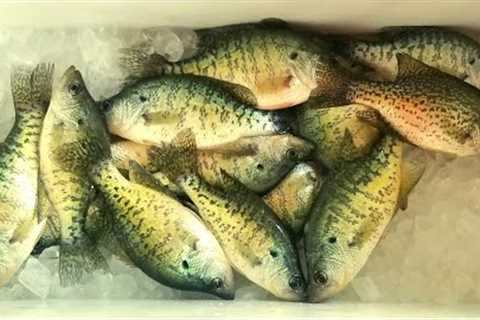 LIMIT OF CRAPPIE | SPRING FISHING | LAKE OF THE OZARKS