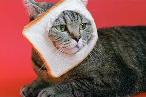 funny cat videos😺funny cat videos |  reaction funny cat funniest animal videos