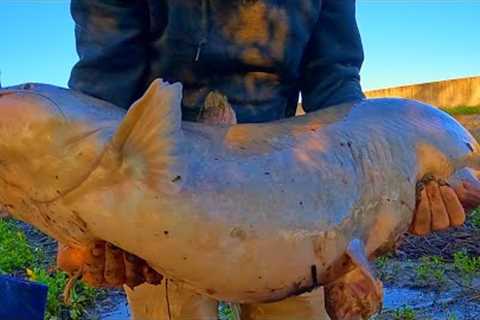 Special Red Catfish Bait, Fishing For Catfish