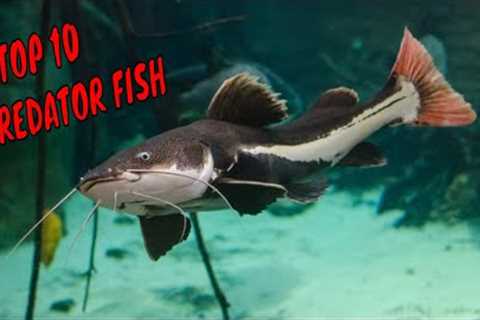 Top 10 Predator Fish for Aquarium