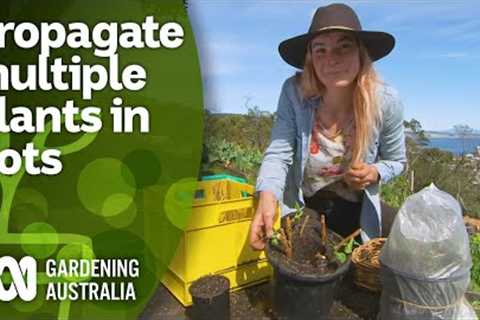 How to propagate multiple plants using pots | DIY Garden Projects | Gardening Australia
