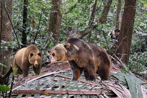 Survival skills. Grizzly destroys shelter.