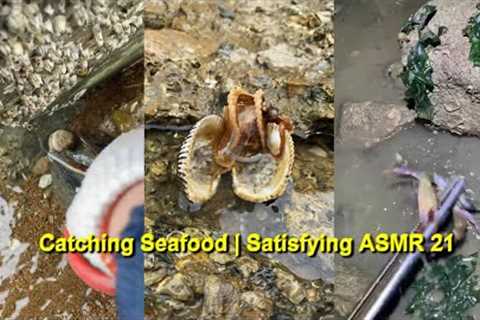 Catching Seafood 🐠🦀 Fish, Clam, Octopus, Crab, Shrimp (Fishing Videos) Satisfying ASMR  #21