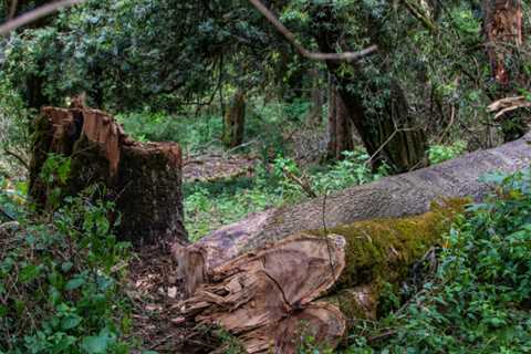 Illegal logging in Africa is a threat to security