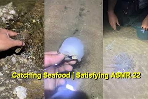 Catching Seafood 🐠🦀 Fish, Clam, Octopus, Crab, Shrimp (Fishing Videos) Satisfying ASMR  #22