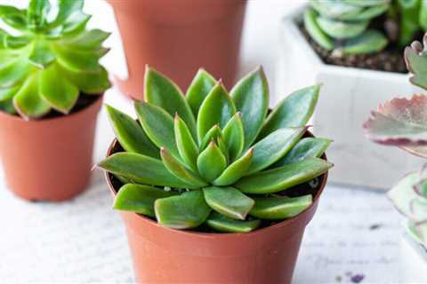Guide to Growing Succulents
