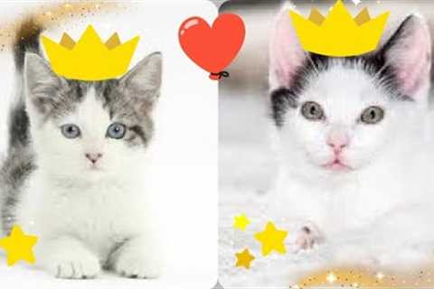 Cute And Beautiful Cats Funny Baby Cats - Cute and Funny Cat Videos Compilation #3 Cute Cats And Dog