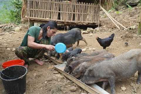Find food for my wild boar, build a farm life, survival alone