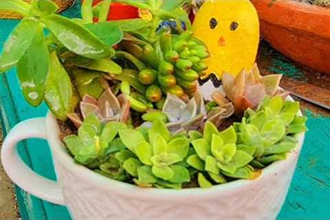 Succulent Arrangement in a cup| DIY|Explore your hobbies!!!