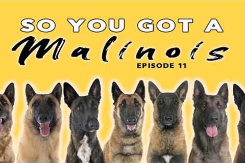 So You Got a Belgian Malinois - Episode 11 - Dog Training Tips and Advice