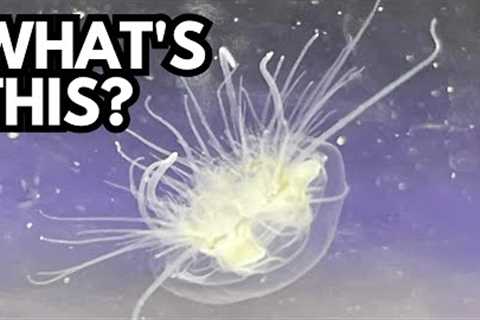 3 MINUTES AGO: The Search for Life Intensifies with James Webb Telescope's Discovery