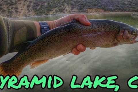 ONLY DROPSHOT &amp; JIGS | TROUT FISHING @PYRAMID LAKE CA | WINTER FEB 2023 #socaltroutfishing..