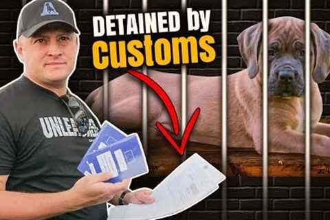 My New Puppy Was DETAINED by U.S. Customs