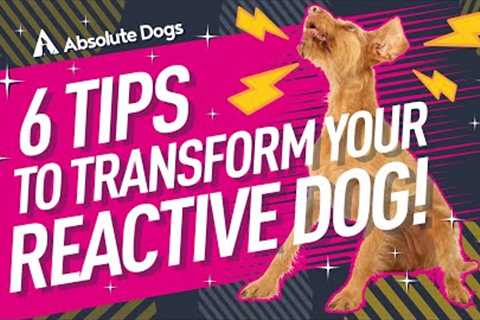 6 Training Tips that ALL Reactive Dog Owners Need to Know