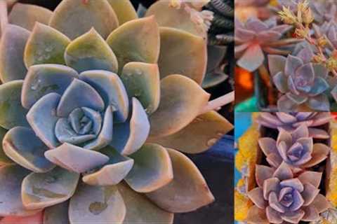 Echeveria succulent| price| care and needs|Succulant for beginners| Explore your hobbies!!!