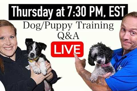 5 Tips That Will TOTALLY Change Your Dog Training