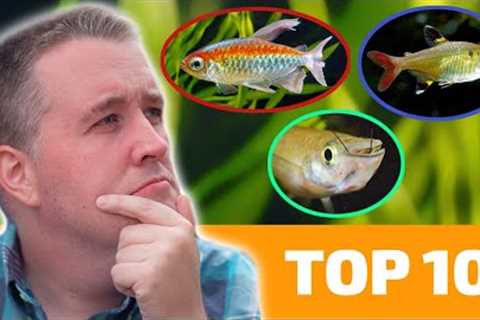 Top 10 Aquarium Fish That LOVE Hard Water
