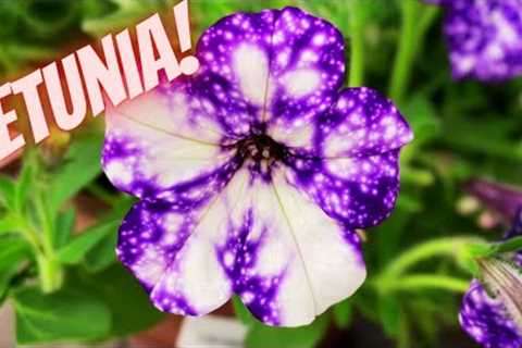 Petunia Care: expert tips on watering, pruning &amp; more | How to care for petunias in pots? |