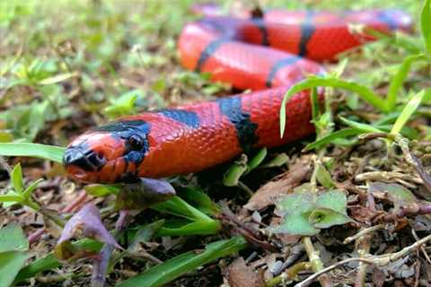 So, Are Milk Snakes Poisonous?