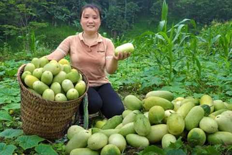 Harvesting upland melons to the market Sell, Gardening to plant a new vegetable crop