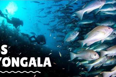 Scuba Diving the SS Yongala in Queensland Australia - Travel Vlog