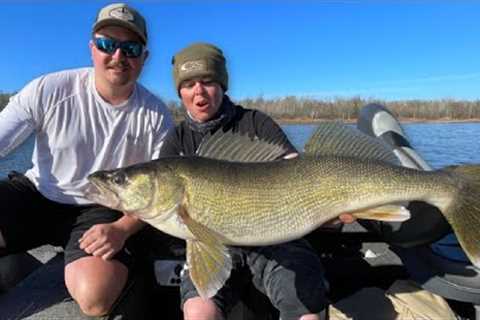 Catching Massive Rainy River Walleye!