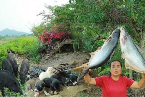 survival in the rainforest-found big fish with baby corn for cook &amp; give to pets HD