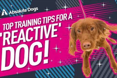 Top TRAINING TIPS for a 'REACTIVE' dog!
