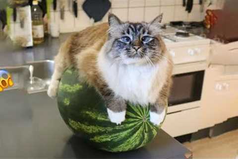 😹 You Definitely Laugh, Trust me 😱 - Funniest Cats Expression Video 😇 - Funny Cats Life