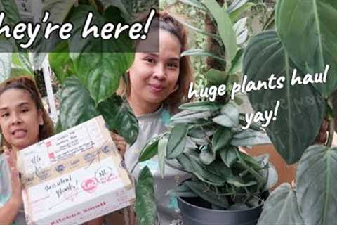 PLANT SHOPPING ONLINE AND PLANTS HAUL!